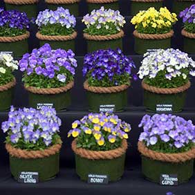 Photo Courtesy of Royal Horticulture Society
