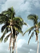 Are Coconuts the Next Superfood?