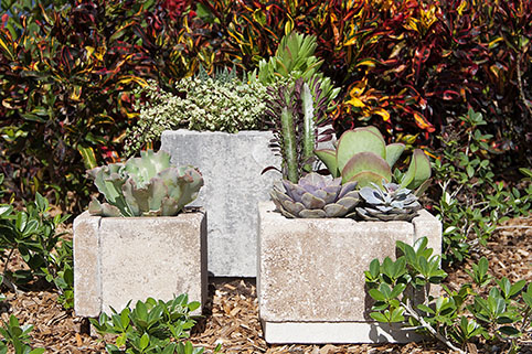 container garden healthyaging.net