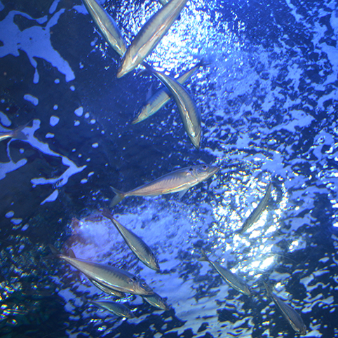 dsc_5071-acquarium