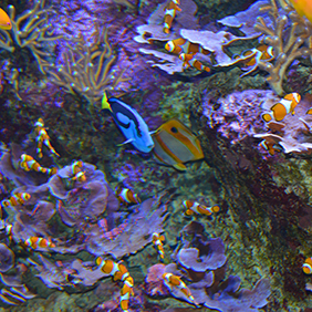 dsc_5083-aquarium-282-colorful-fish