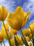 spring flowers