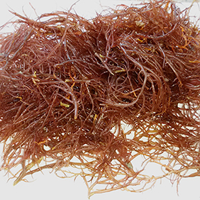 Seaweed. Photo: Liu Lab