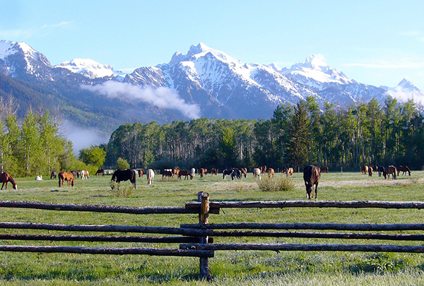 r lazy s tetons