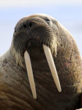 long in tooth healthyaging.net