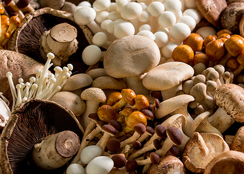 mushroom healthyaging.net